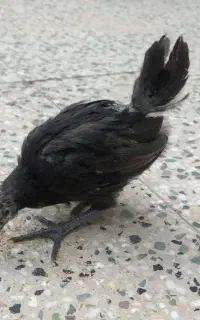 جوجه لاکندزی