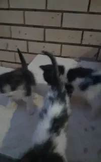 گربه
