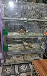قفس پژاوند اصل هش خان