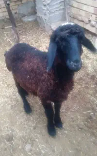 گوسفند.. ماده فروشی