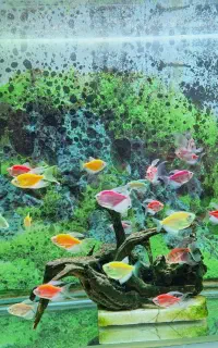 ماهی کالرفیش