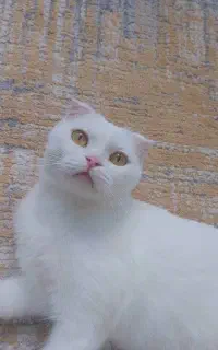 گربه ماده پرشین اسکاتیش سفید