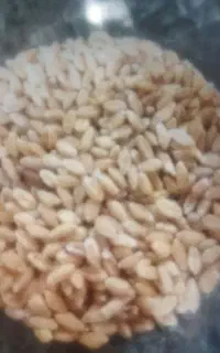 .گندم آبی وجو دیم سرارود