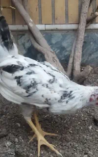 نوچه خروس گلین