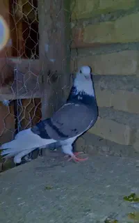 کبوتر پرشی ماده