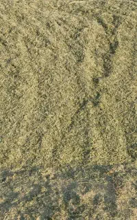 یونجه