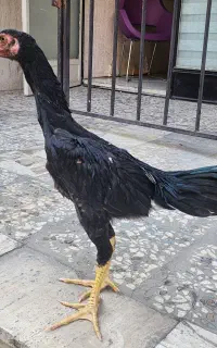 جوجه لاری اوشامو