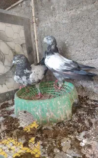 بنک