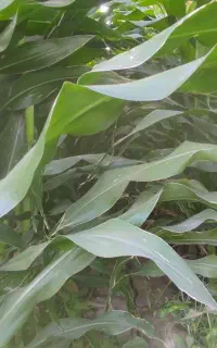 کاه سبزگه