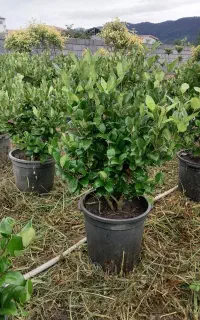 یاس هلندی ریشه پر سطل 12