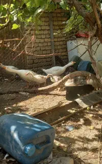 قاز