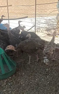 جوجه بوقلمون محلی