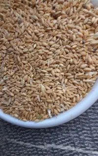 گندم