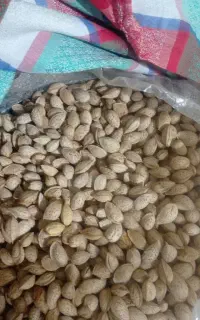 بادام محب