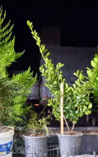 گل و گیاه