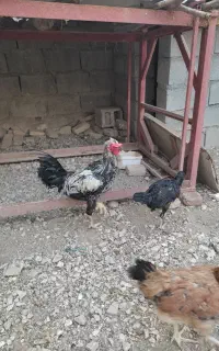 خروس محلی
