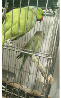 ملنگو نر بالغ جفت نخورده دو عدد
