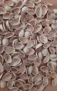 خریدار پوست پسته