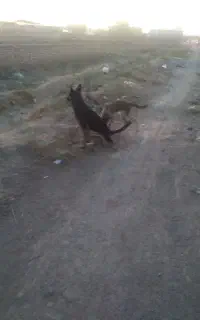 توله ماده جرمن