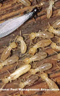 سم پاشی تخصصی موریانه سوسک موش تضمینی