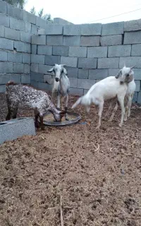 کهره چاق