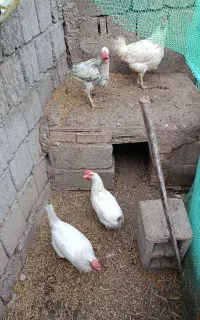 مرغ رز