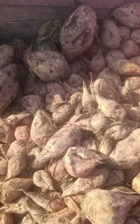 چغندر خوراک دام کنسانتره جو گندم یونجه کاه نان خشک