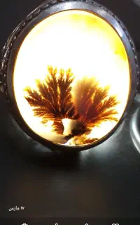 بیمه