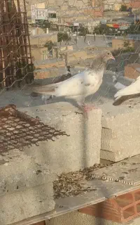 تیدی بالا