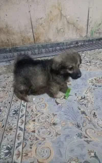 طوله سگ شیتزو نژاد سایز سفر