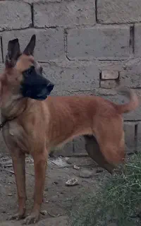 سگ فروشی