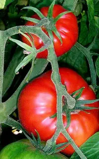 آبگیری گوجه
