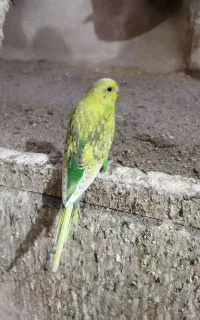 مرغ عشق به قیمت عمده