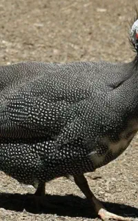 مرغ شاخدار