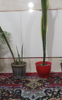 گل طبیعی