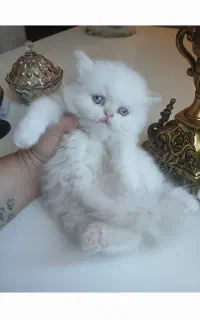 پیشی پشمالو چشم ابی