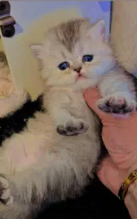 گربه آپارتمانی