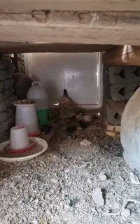 مرغ بومی با شش عدد جوجه ۱۰ روزه