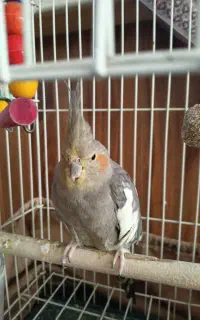عروس هلندی