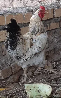خروس