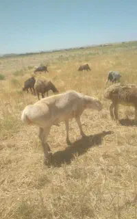 قوچ چینی اصل سه سال به شرط تیزی چاق