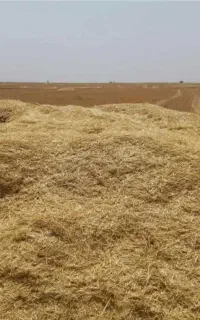 کاه کفی