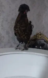 خروس سلطان مرغ گیر سالم