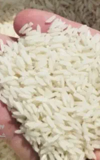 فقط هاشمی