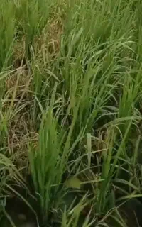 نشا برنج