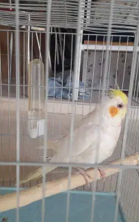 پرنده
