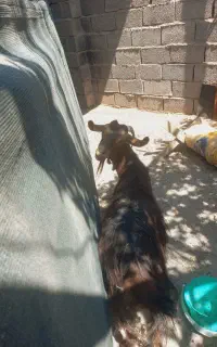 بز آبستن