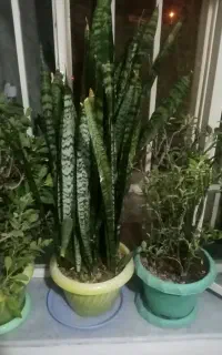 گل طبیعی سانسوریا