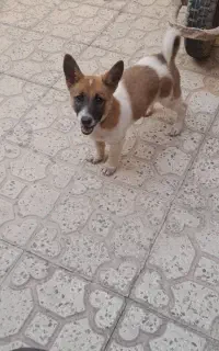 ۲تومن