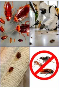 سمپاشی نارمک سیدخندان مجیدیه هروی تهرانپارس ضمانتی